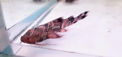 Yarrelli Goonch Catfish - (Bagarius Yarrelli)