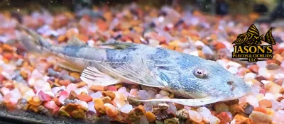 Yarrelli Goonch Catfish - (Bagarius Yarrelli)