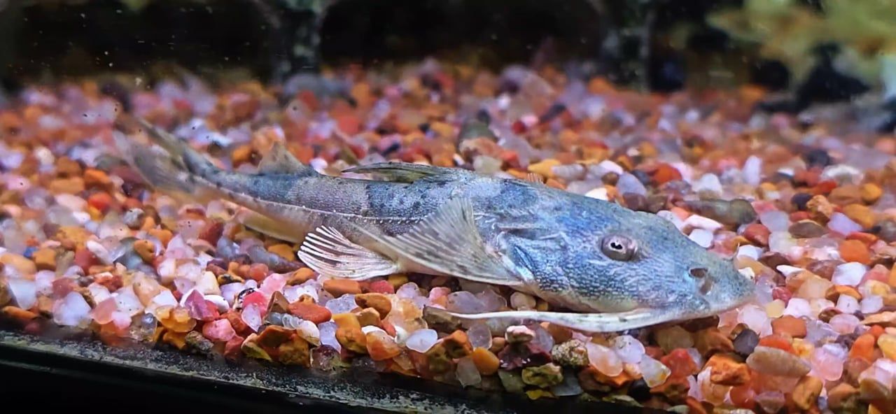 Yarrelli Goonch Catfish - (Bagarius Yarrelli)