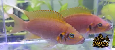 Daffodil Pulcher - (Neolamprologus pulcher) Breeding Pair