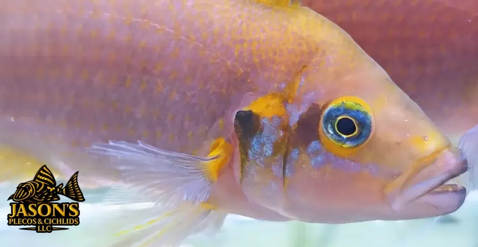 Daffodil Pulcher - (Neolamprologus pulcher) Breeding Pair