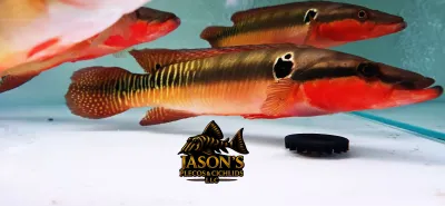 Zebra Pike Cichlid - (Crenicichla zebrina) Zebra Pike Cichlid - (Crenicichla zebrina)