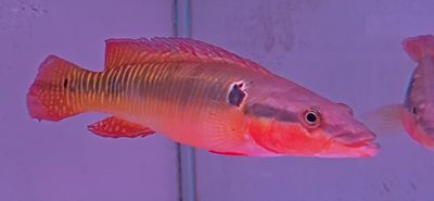 Zebra Pike Cichlid - (Crenicichla zebrina)