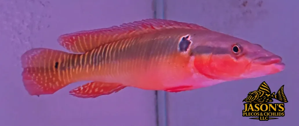 Zebra Pike Cichlid - (Crenicichla zebrina)
