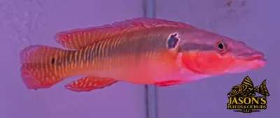 Zebra Pike Cichlid - (Crenicichla zebrina) Zebra Pike Cichlid - (Crenicichla zebrina)