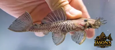 L034 Medusa Pleco - (Ancistrus ranunculus)