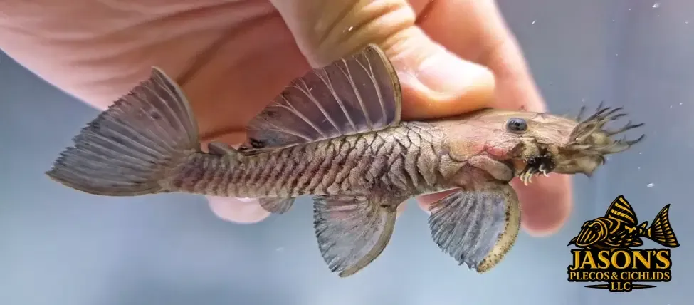 L034 Medusa Pleco - (Ancistrus ranunculus)