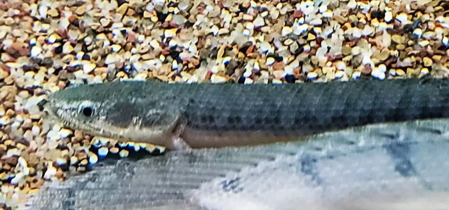 Green Congo/West African Bichir - (Polypterus retropinnis)