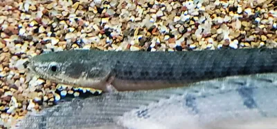 Green Congo/West African Bichir - (Polypterus retropinnis)