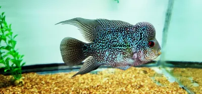 Super Red Dragon Flowerhorn x Thai Silk Flowerhorn