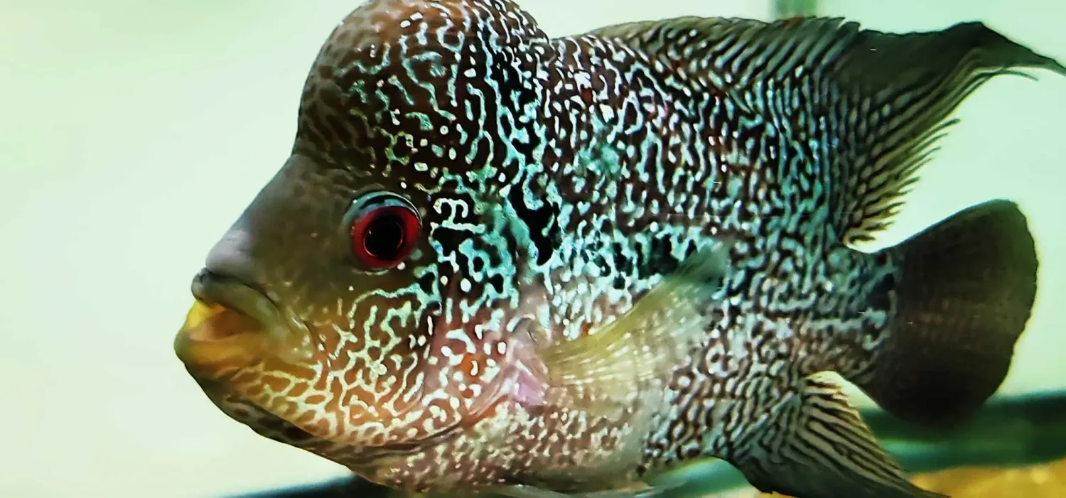 Super Red Dragon Flowerhorn x Thai Silk Flowerhorn