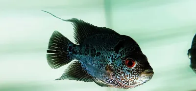 Super Red Dragon Flowerhorn