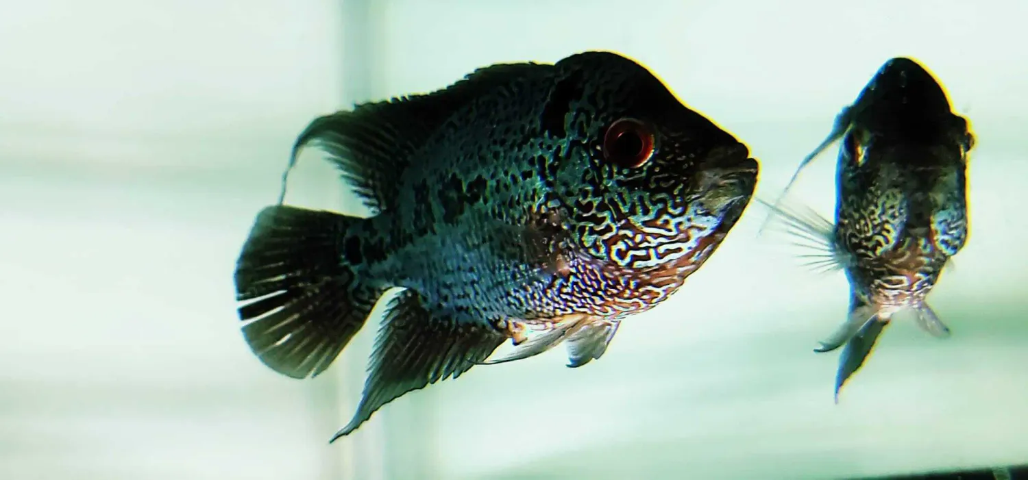 Super Red Dragon Flowerhorn