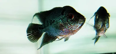 Super Red Dragon Flowerhorn