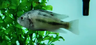 Kyoga flameback - (Haplochromis sp. Flameback) Kyoga flameback - (Haplochromis sp. Flameback)