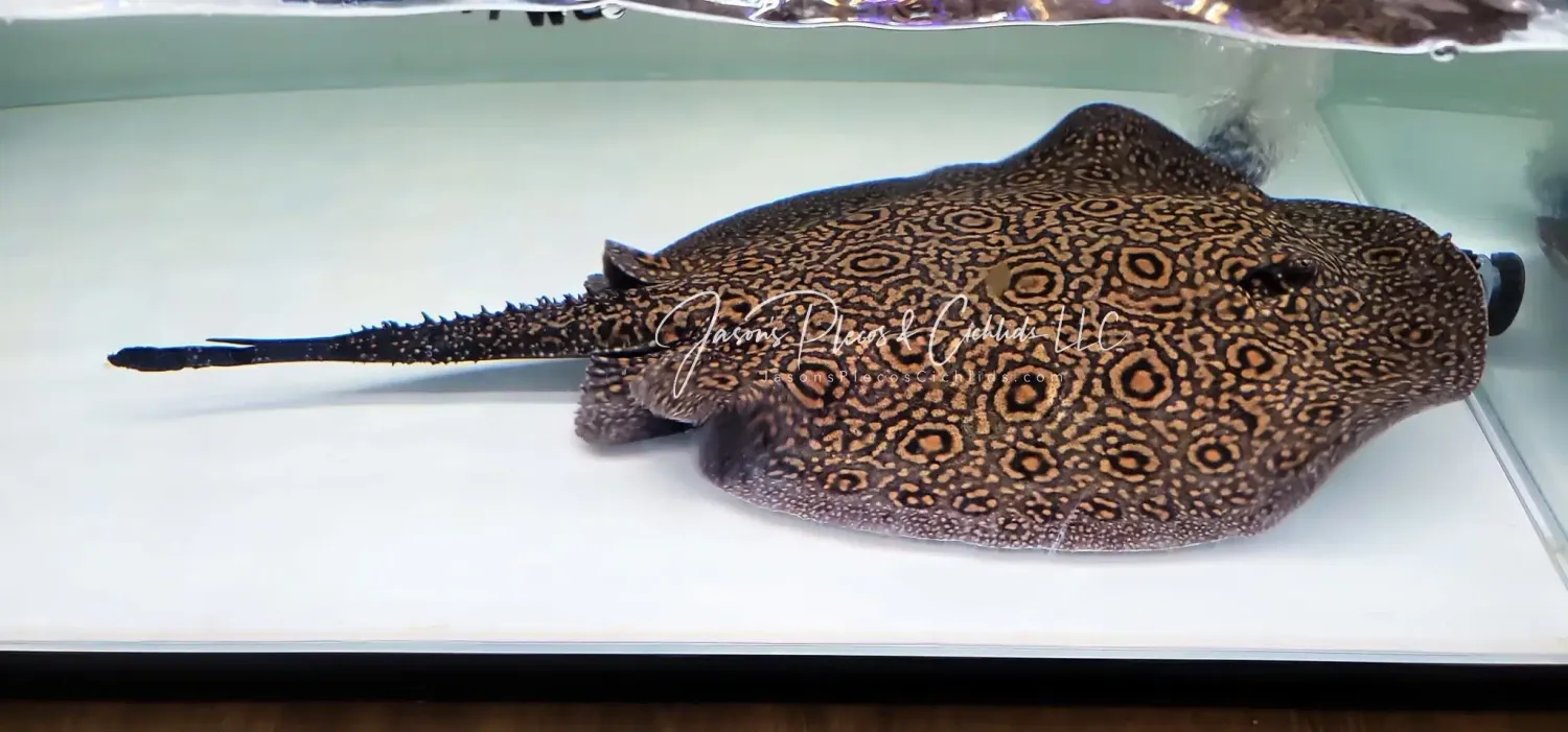Marble Hybrid Stingray