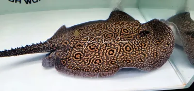 Marble Hybrid Stingray