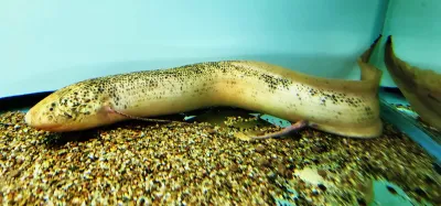 Leucistic African Lungfish - (Protopterus Aethiopicus)