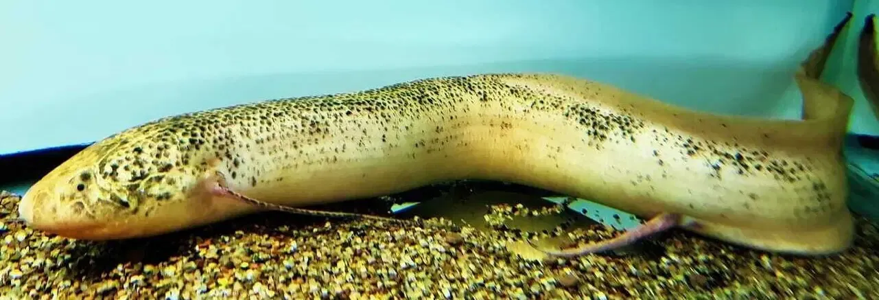 Leucistic African Lungfish - (Protopterus Aethiopicus)