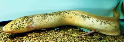 Leucistic African Lungfish - (Protopterus Aethiopicus)