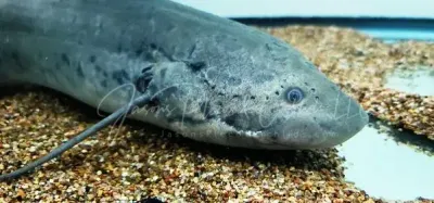 West African lungfish - (Protopterus annectens)