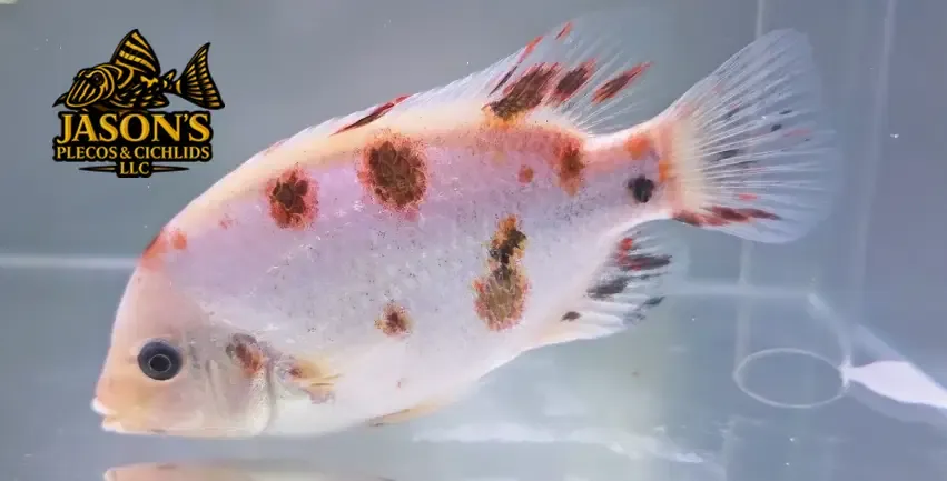 Fenestratus Cichlid - (Vieja Fenestratus)