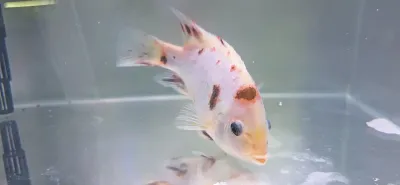 Fenestratus Cichlid - (Vieja Fenestratus)