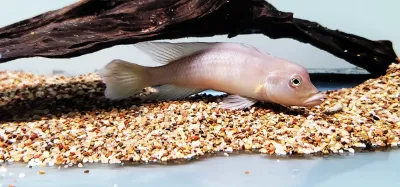 Werner's Ground Cichlid - (Lamprologus werneri)