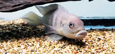 Werner's Ground Cichlid - (Lamprologus werneri)