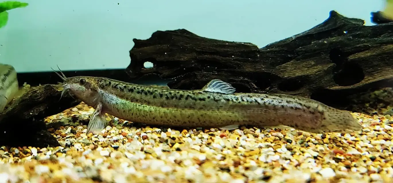 Dojo Loach - (Misgurnus anguillicaudatus)
