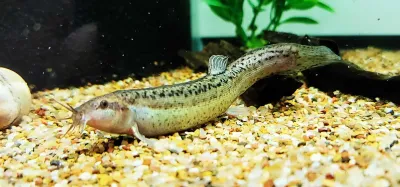 Dojo Loach - (Misgurnus anguillicaudatus)