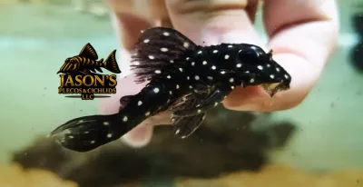 L201 Orinoco Angel Pleco - (Hypancistrus sp.)