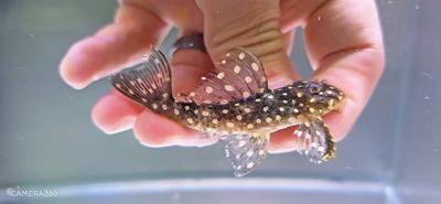 L201 Orinoco Angel Pleco - (Hypancistrus sp.)