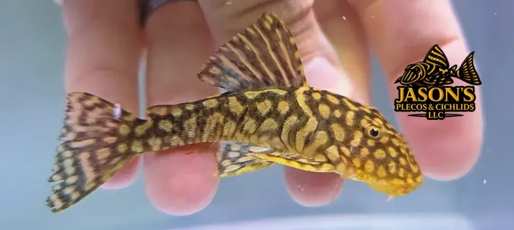 Slate Pleco - (Pseudancistrus genisetiger)