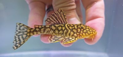 Slate Pleco - (Pseudancistrus genisetiger)