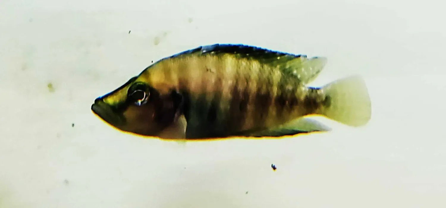 Compressiceps Cichlid - (Altolamprologus compressiceps)