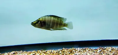 Compressiceps Cichlid - (Altolamprologus compressiceps)