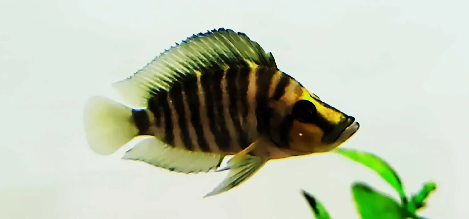 Yellow Chaitika Compressiceps - (Altolamprologus compressiceps)