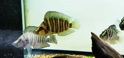 Yellow Chaitika Compressiceps - (Altolamprologus compressiceps)