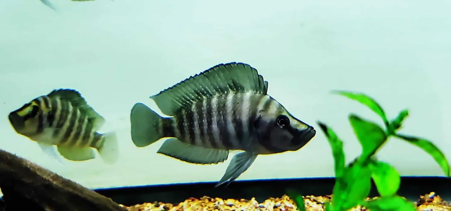 Black Widow Compressiceps - (Altolamprologus compressiceps)