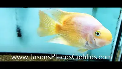 Yellow/Orange Parrot Cichlid