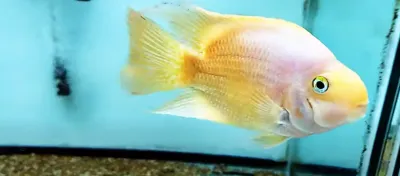 Yellow/Orange Parrot Cichlid Yellow/Orange Parrot Cichlid