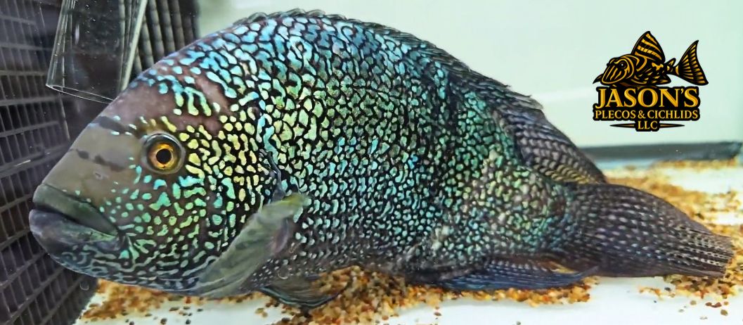 Jack Dempsey - (Rocio octofasciata)