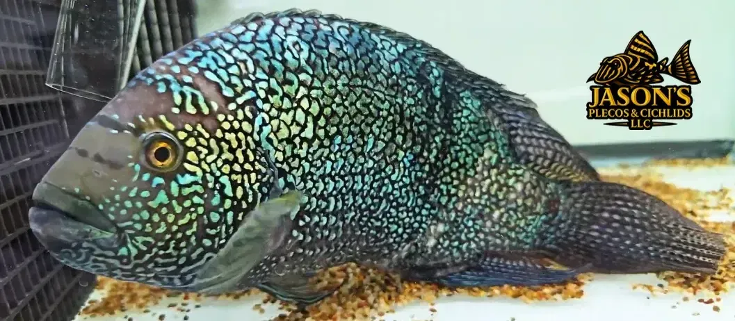 Jack Dempsey - (Rocio octofasciata)