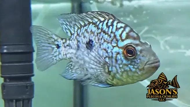 Electric Blue Texas Cichlid - (Herichthys carpintis)