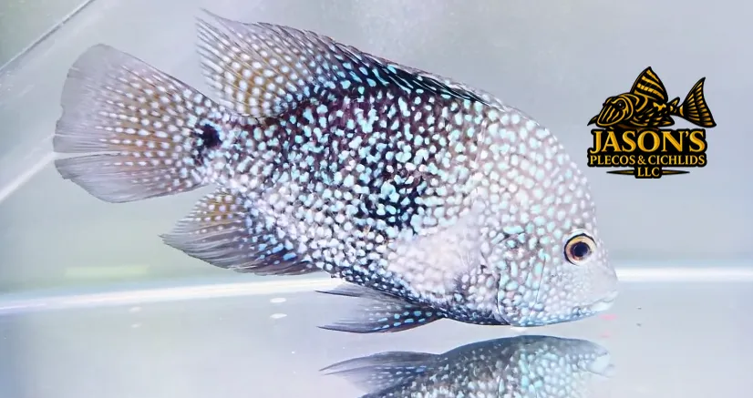 Electric Blue Texas Cichlid - (Herichthys carpintis)