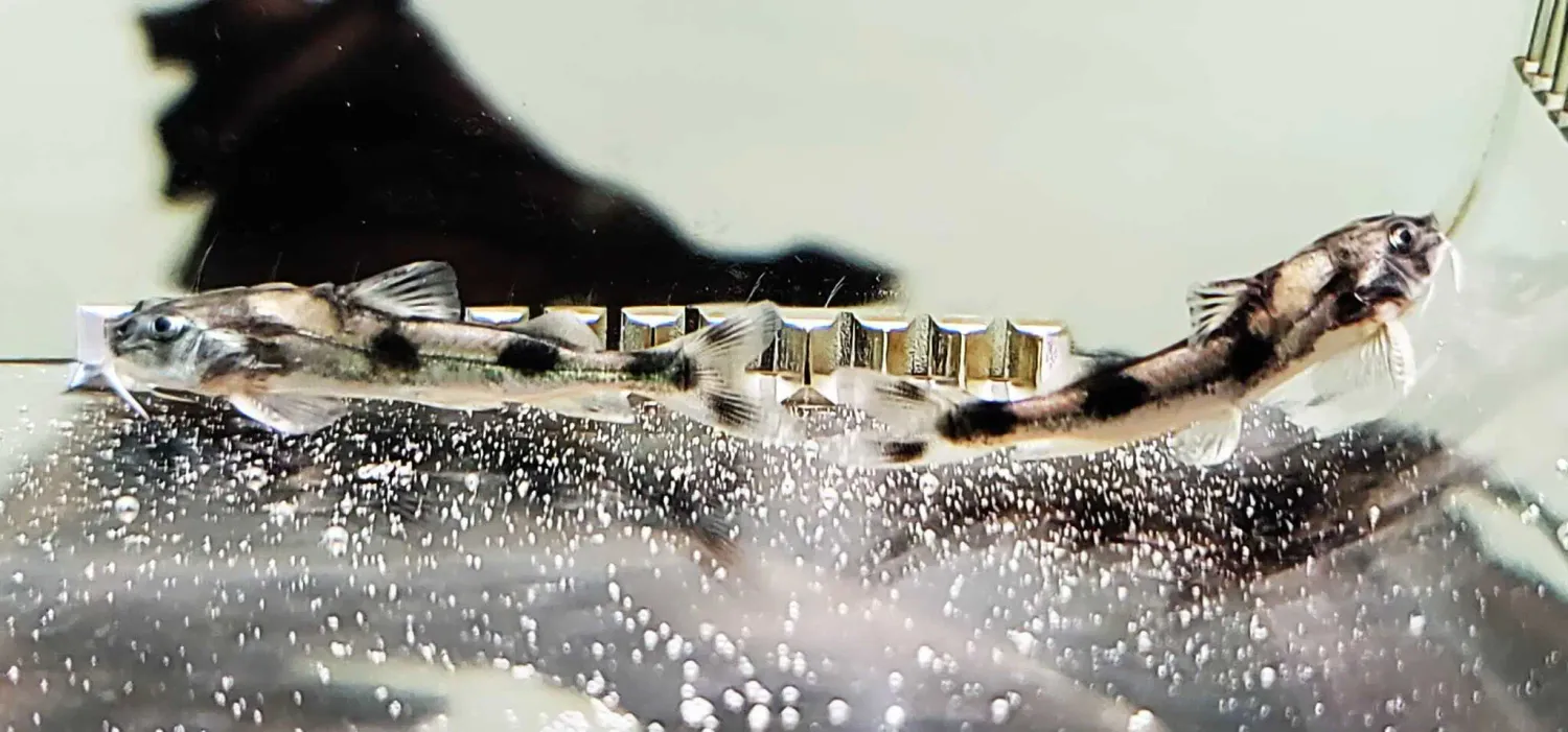 Clown Catfish - (Gagata cenia)