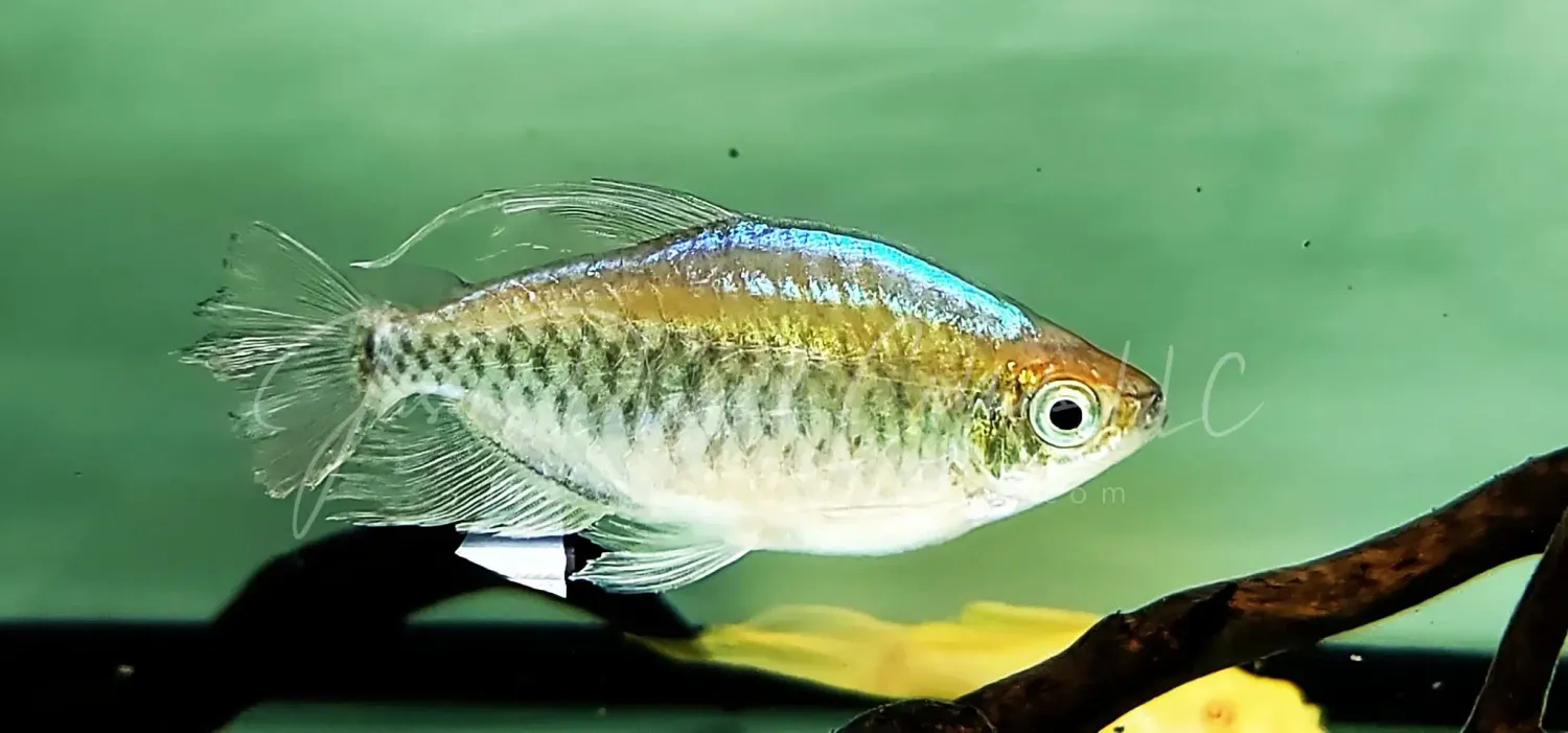 Congo Tetra - (Phenacogrammus interruptus)