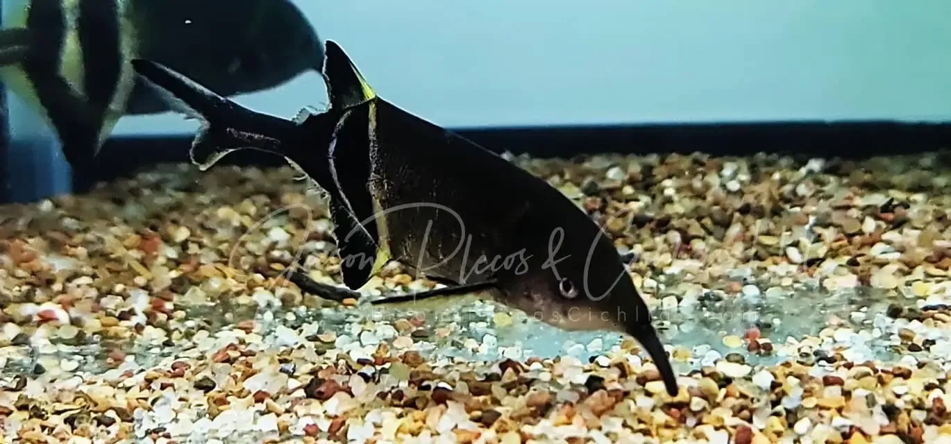 Peters Elephant Nose Fish - (Gnathonemus petersii)