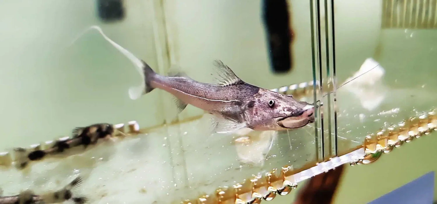 Dorado Catfish/Gilded Catfish - (Brachyplatystoma rousseauxii)